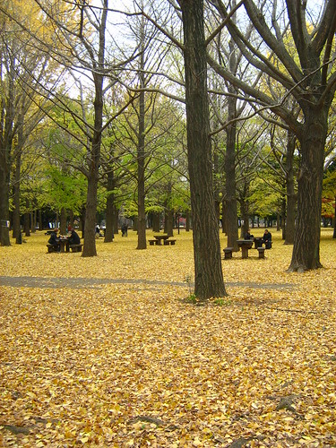 Golden leaves of ginko trees in Yoyogi Park 3
