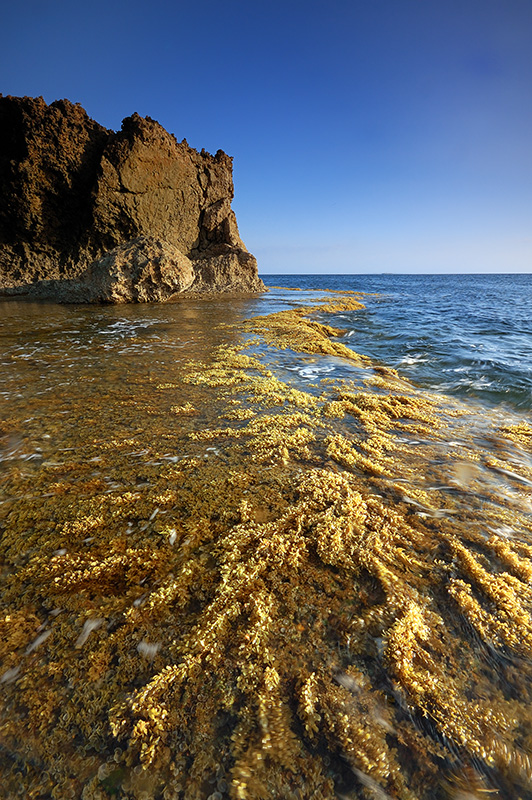 Seaweed Gorge
