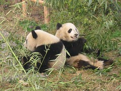 China, panda's