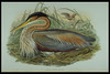 Birds of Great Britain by John Gould London: 1862-1873 n2-a.7-11