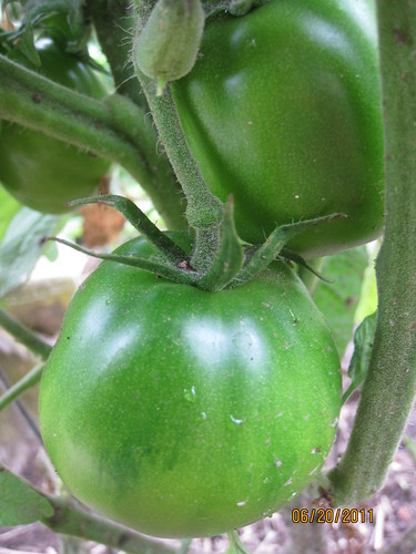 japanese black trifele tomato