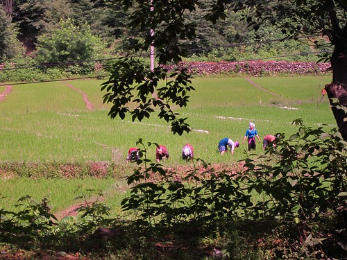 Women working in the rice paddies.