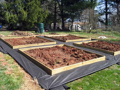 garden beds in progress