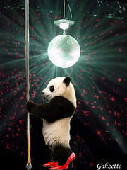 Pole Dancing Panda