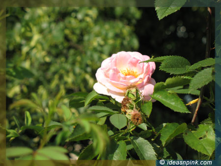 flowers-rose