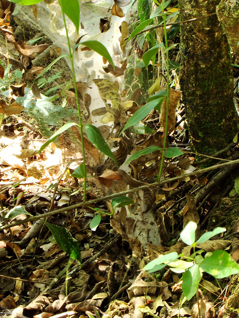 Funnel-web spiders - Way of the Butterflies - Wolfs Farm - Brazil - Fazenda do Lobo