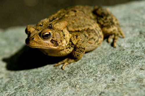 Frog or Toad