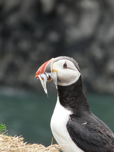 Puffin at Vyk