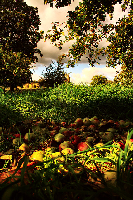 Fallen Apples in a Somerset Orchard