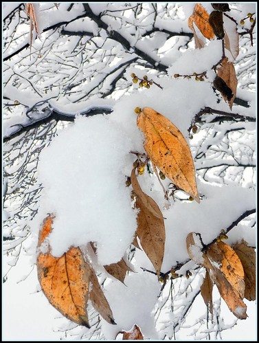 rami e foglie neve