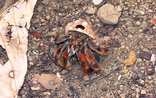 Corcovado’s Most Obvious Resident - The Hermit Crab