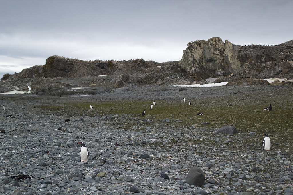 Ardley Island, Antarctica