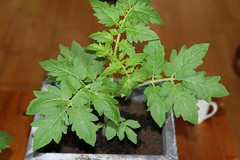 Tomatenplant 28-05