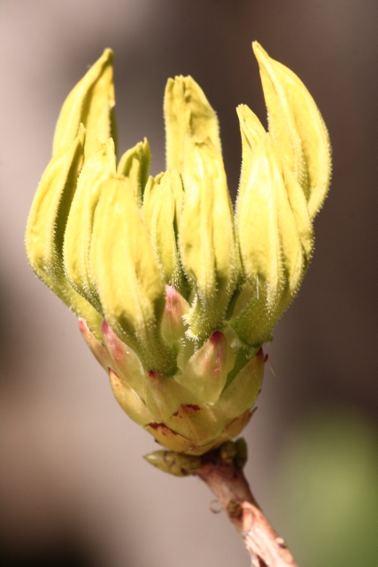 Rhododendron luteum Bud