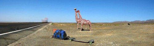Giraffes on National Highway 312 between Shanshan and Sandaolin, Xinjiang, China
