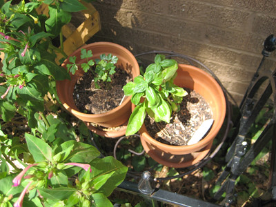 basil & parsley pictures