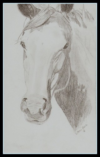 horse drawings in pencil. Pencil Horse Drawings