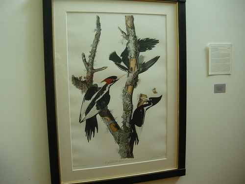 Ivory-billed Woodpeckers