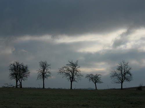 lonely trees