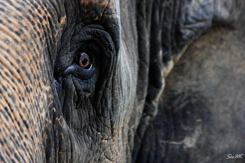 Look Into My Eye @ National Zoo, KL, Malaysia