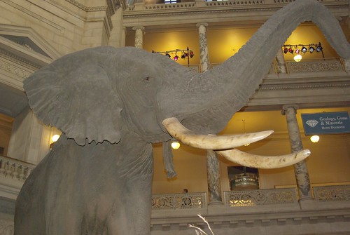 Elephant at Natural History