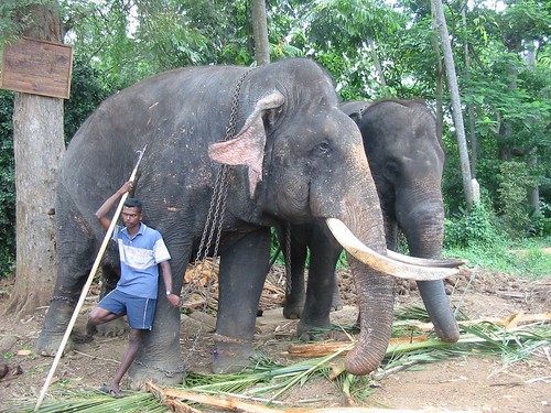 Fotomodel: de enige olifant mét slagtanden