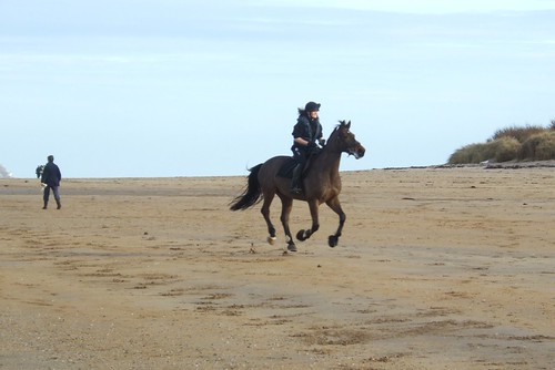 horses on the beach1