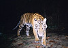 Tiger stalks the camera trap di WWF International