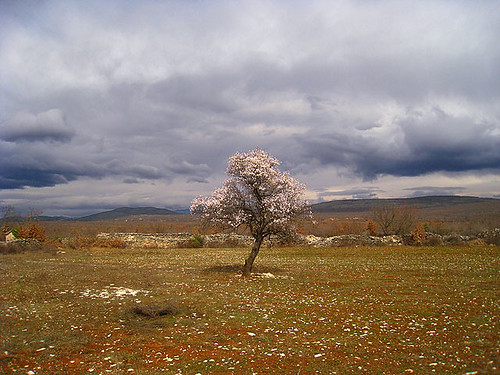 Almond tree in Bukovica...