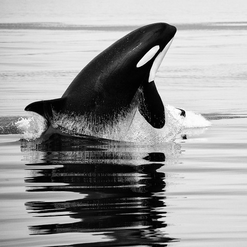orcas & humpbacks by Christopher.Michel, on Flickr