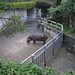 Taipei Zoo Injured Hippo