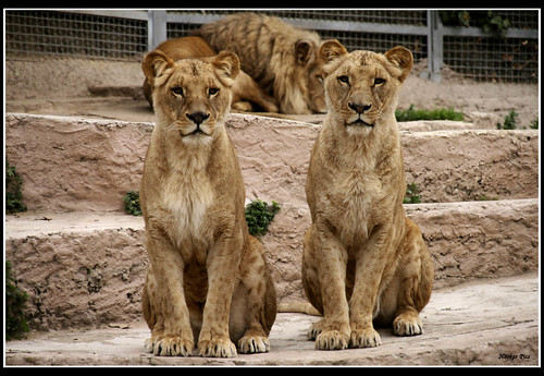 Queens of the jungle