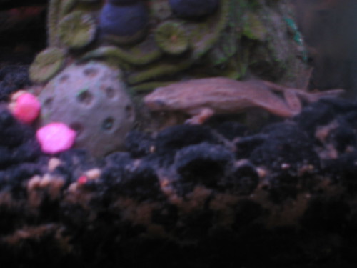 Mona the african dwarf frog.