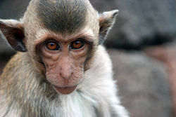 The crab-eating macaque