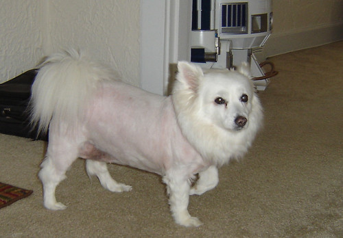 Trixie's summer haircut.