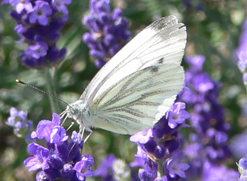Großer Kohlweißling (Pieris brassicae), m, auf Lavendel