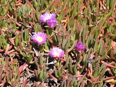 100_0041-More flowers at Pigeon Pt.
