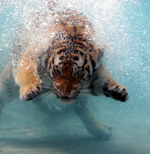diving tiger