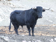 Dissabte 23, Nº62, guarisme 4, de nom Romantico, color negre bragat,  de la ramaderia de Pascual Alcalà de Betxí.