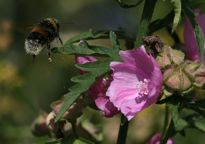Bumblebee takeoff