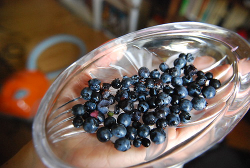 The last of the blueberries