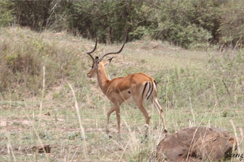你拍攝的 92  Masai Mara - Impala。