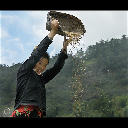 Hmong Rice sifting in Sa Pa by NaPix -- Hmong Soul.