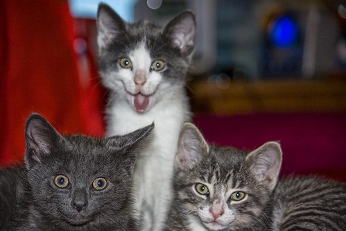 funny kittens. Funny Kitten