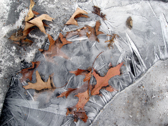 Ice and Leaves (Click to enlarge)