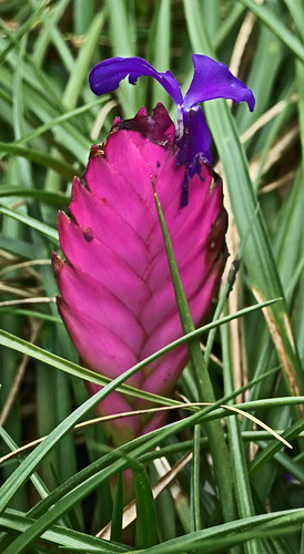 Missouri Botanical Garden (Shaw's Garden), in Saint Louis, Missouri, USA - magenta and violet colored flower in Climatron Greenhouse