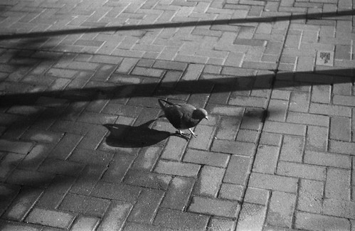a pigeon in the sun