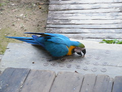 Macaw and Bottle Tops