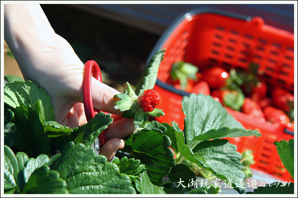 090117_07_採草莓