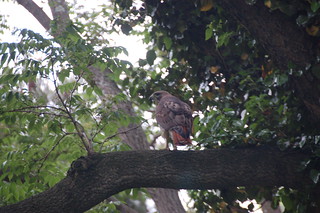Arnold Arboretum, 18 May 2010: Red-tailed hawk perched on a tree at Bussey Hill